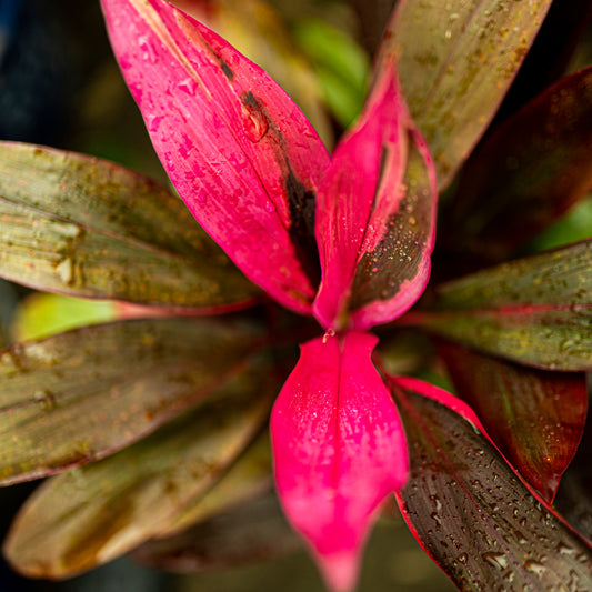 Pink Hawaiian Ti Plant